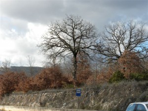 Treffen20090010